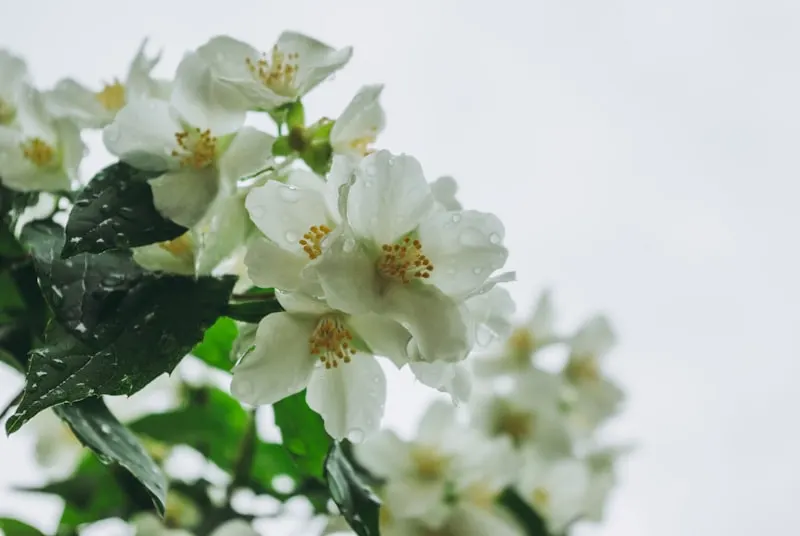 Jasmine aromatherapy pedicure at Amazing Nail Spa in Buckhead